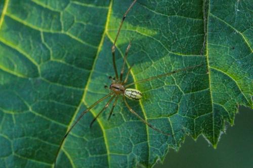 Enoplognatha (latimana-ovata)